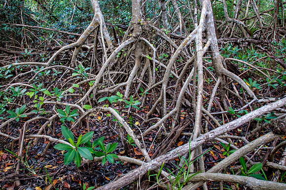 Mangrove Legs