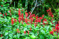 Elyunque-20