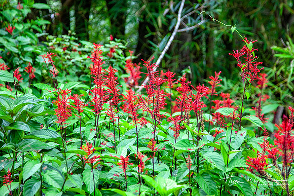 Elyunque-20
