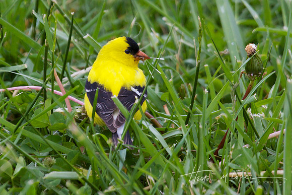Smoky Mountain Yellow Bird