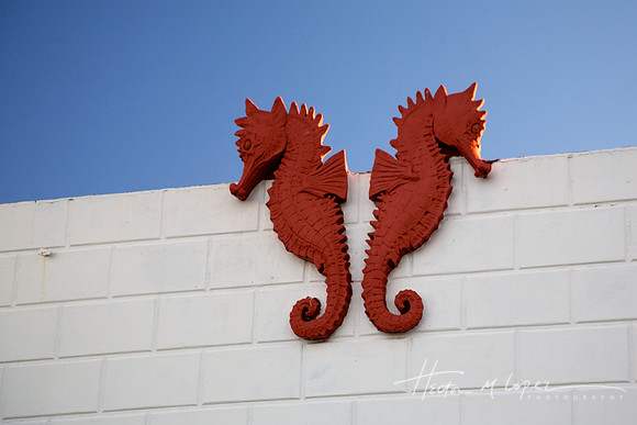 Seahorses
