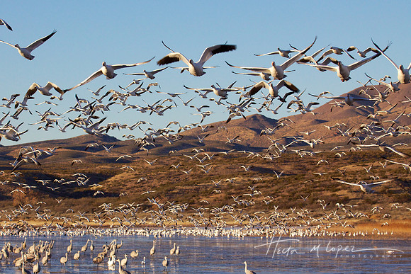 Snowy Geese Take Flight