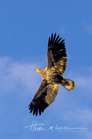 Raptor