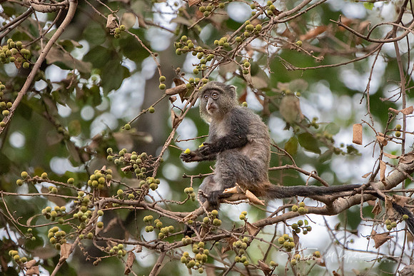 Snacking Baboon