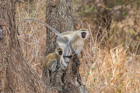 Vervet Monkeys