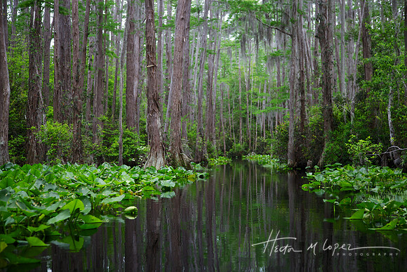 Georgia Swamp