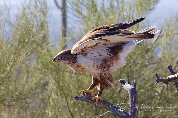 Hawk at Sonoran Desert Museum