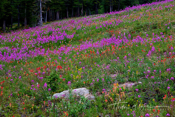 Alpine Meadow Lake Louise