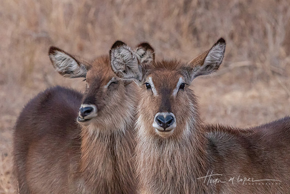 Waterbucks