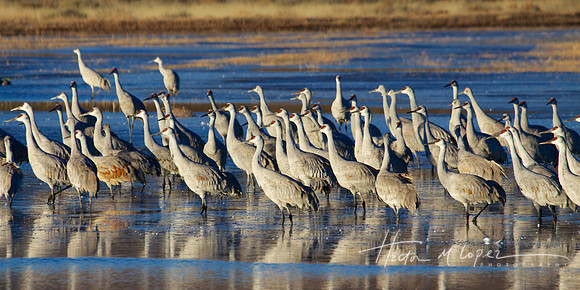 Sandhill Cranes in New Mexico