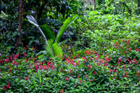 Elyunque-8