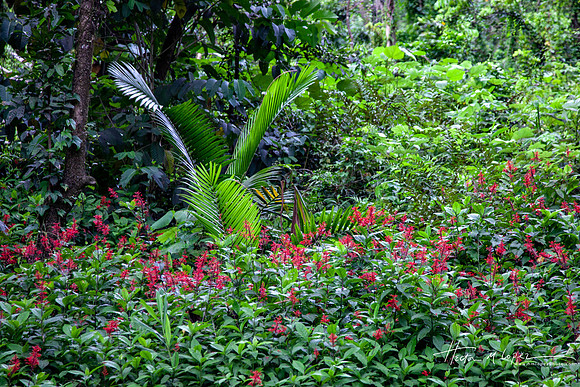 Elyunque-8