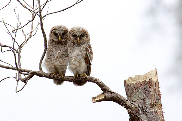 Baby Owls