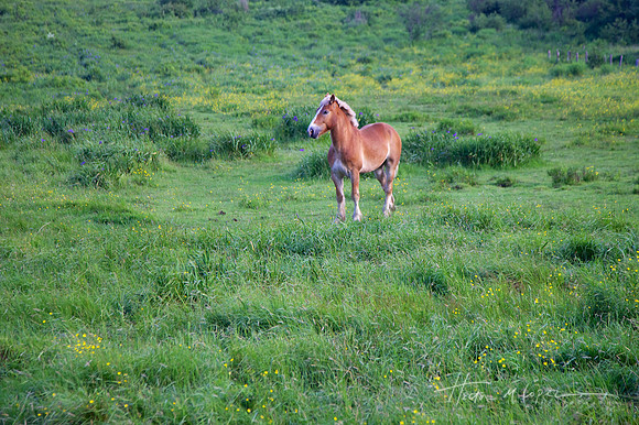 Horse, New Brunswick Canada