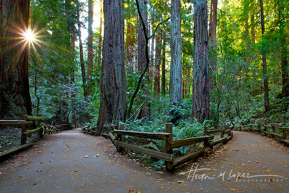Muir Woods at Dawn