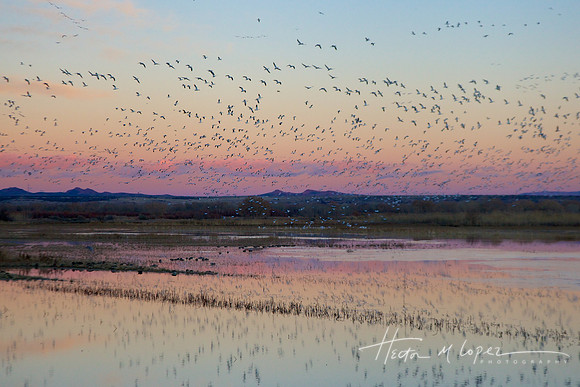 Bosque Del Apache NWR
