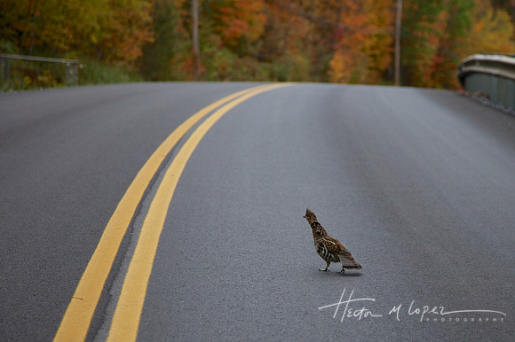 Crossing the Road