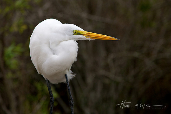 Green Eyes Great Egret