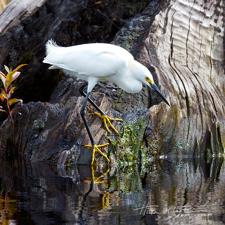 Snowy Egret Hunting