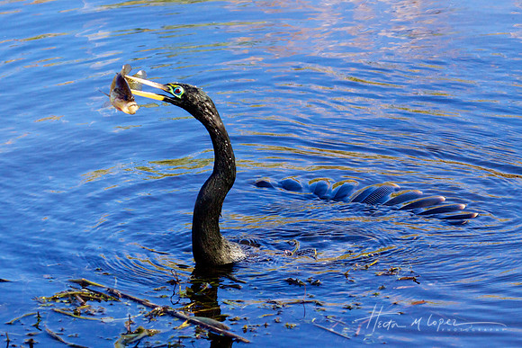 Anhinga