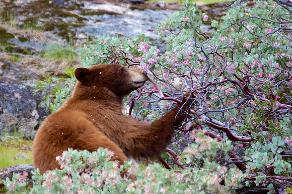 Bear Snacks in Spring
