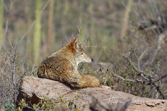 Handsome Coyote - Sonoran Desert Museum