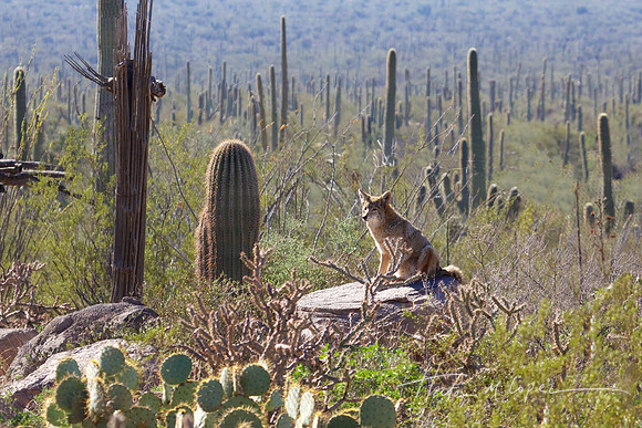 Sonoran Desert Coyote