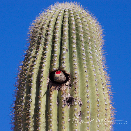Gila Woodpecker