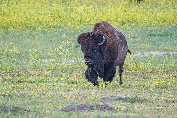American Bison