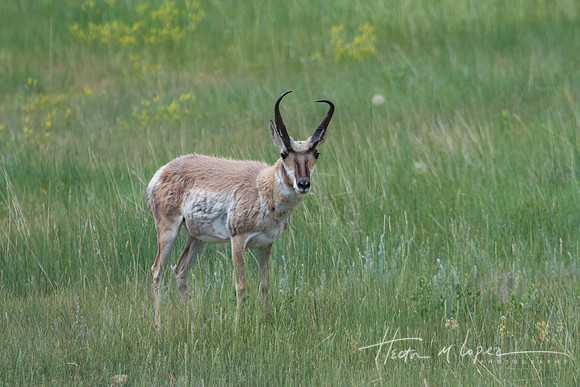 Pronghorn_