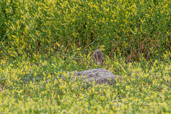 Burrowing Owl_