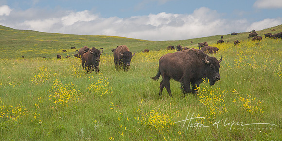 Roaming Buffalo_