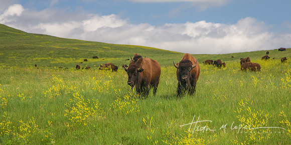 Where the Buffalo Roam
