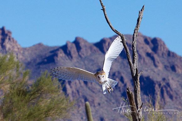 Barn Owl in Flight - Sonoran Desert Museum