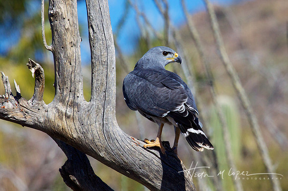Grey Hawk Looks