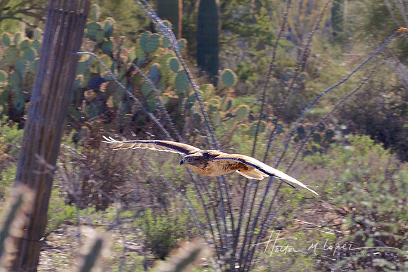 Sonoran Desert Museum Hawk in Flight