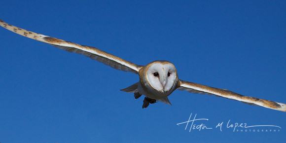 Owl Swooping