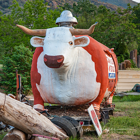 Cow Trailer_