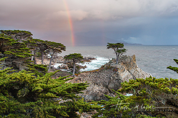 Lone Cypress Rainbow_