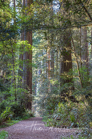 Redwood Path_