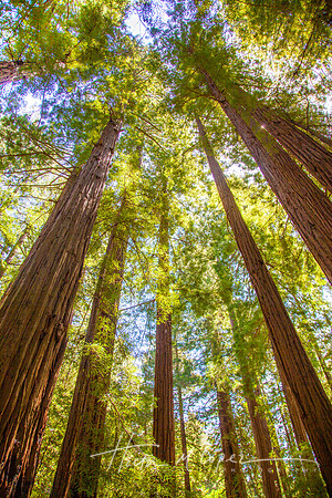 Redwood Grove_