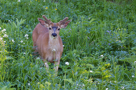 Black Tailed Deer