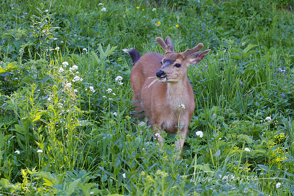Blacktail Deer