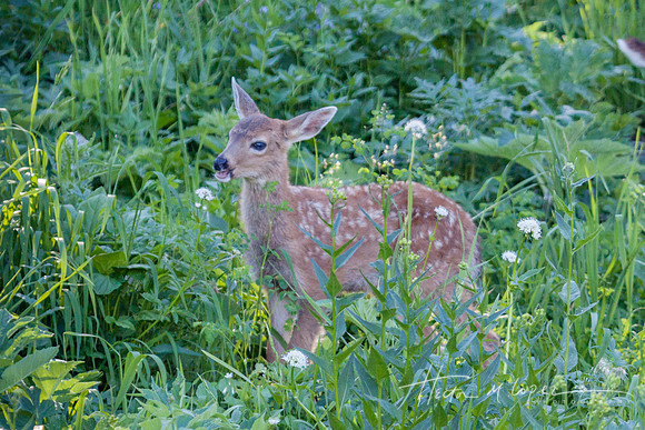 Whitetail Doe_