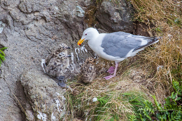 Seagull Nest