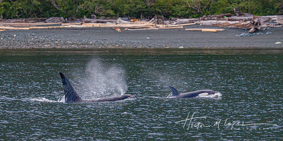 orca and calf