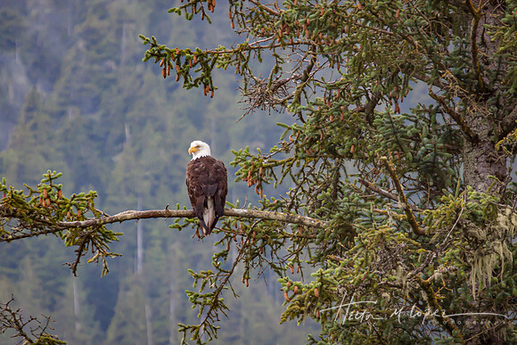Bald Eagle Vancouver Island, BC_
