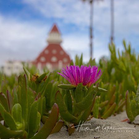 Ice Plant at The Del