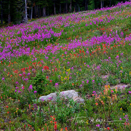 Lake Louise Wildflowers
