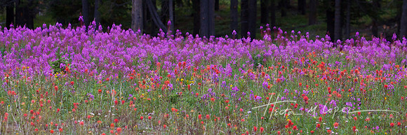 Wildflower Riot 2